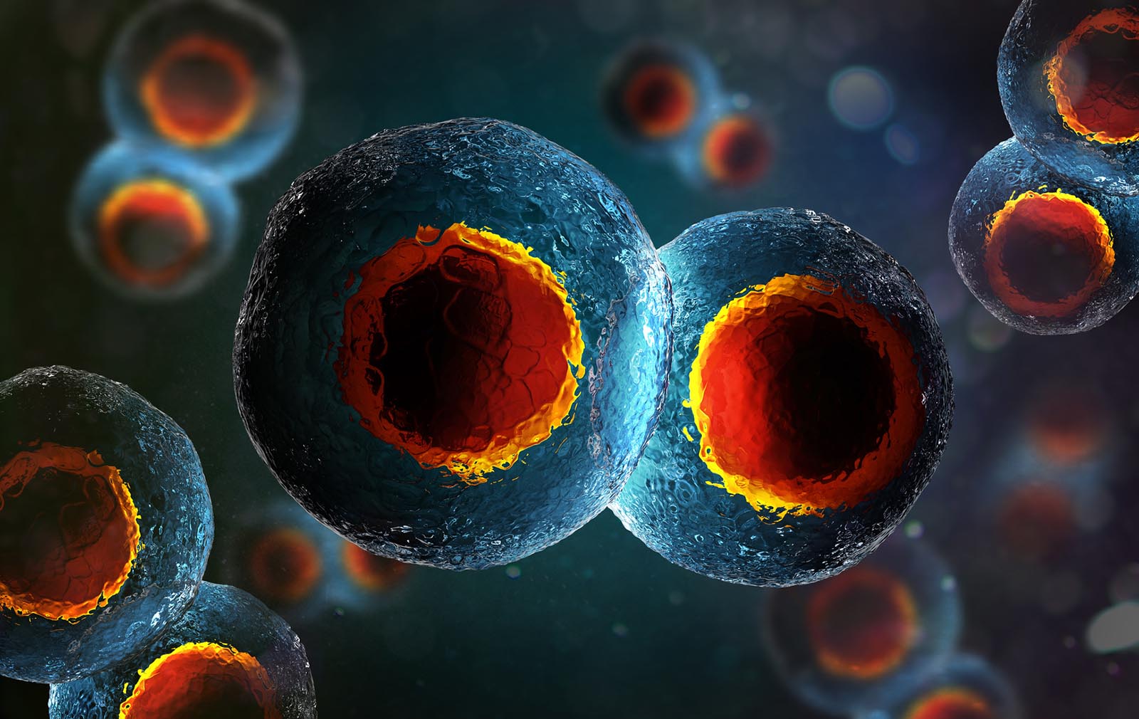 Two-cell embryo, Mitosis under microscope (3D illustration)